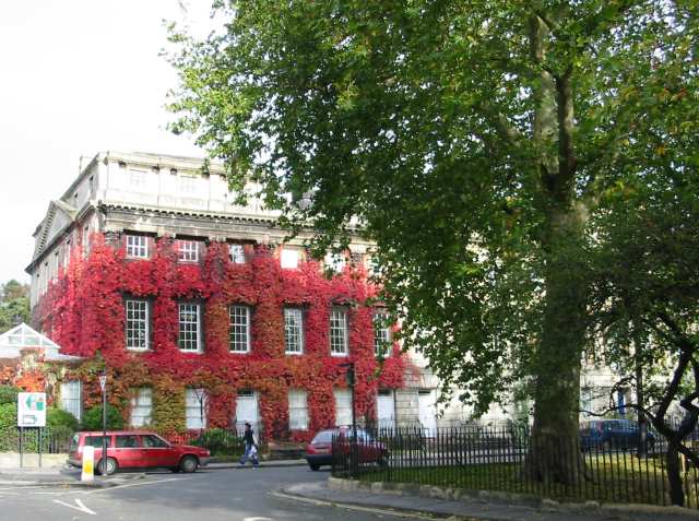 Red ivy