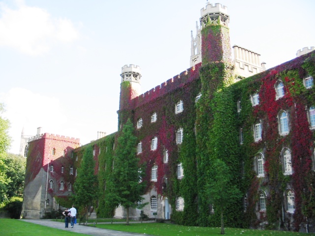 Ivy