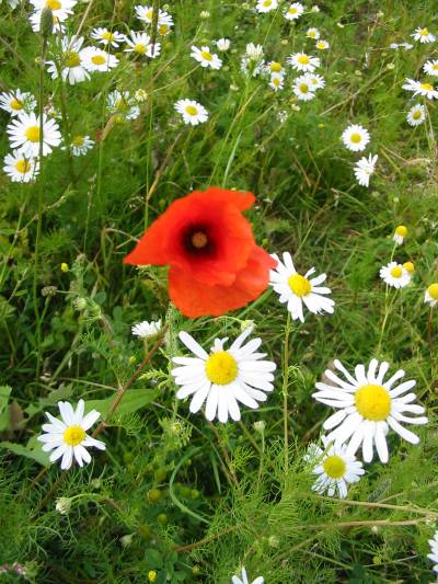 Poppy