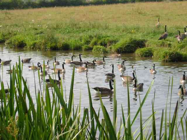 Gaggle of geese